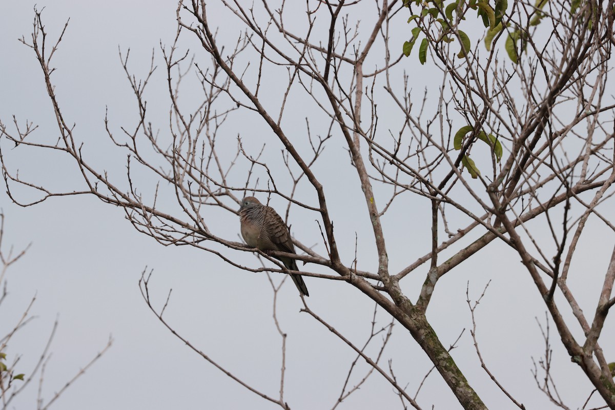 Zebra Dove - ML511664911