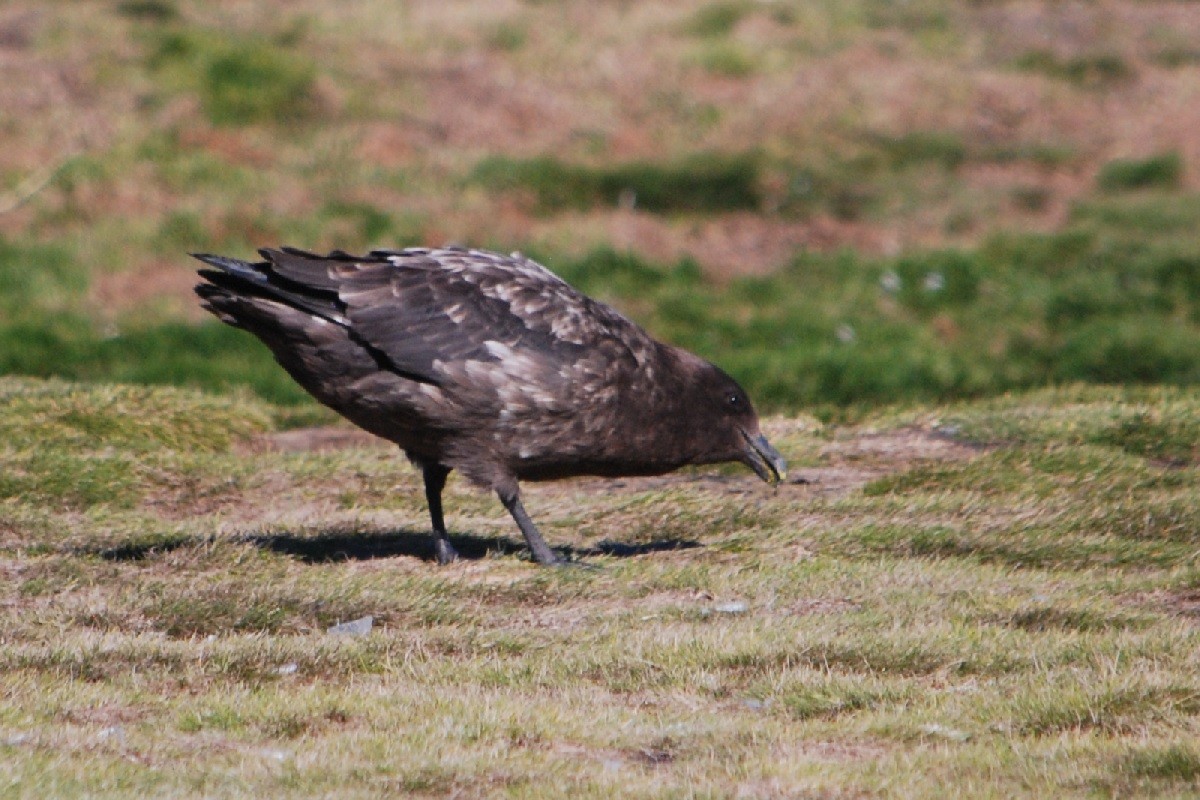 Brown Skua - ML511665171