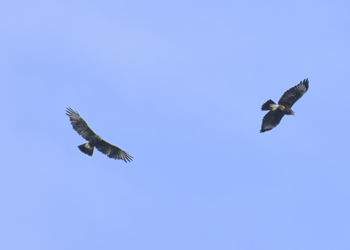 káně Harrisova - ML511665351