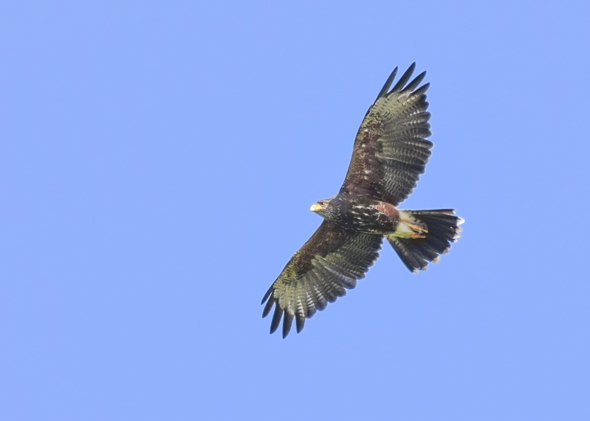 Harris's Hawk - ML511665361