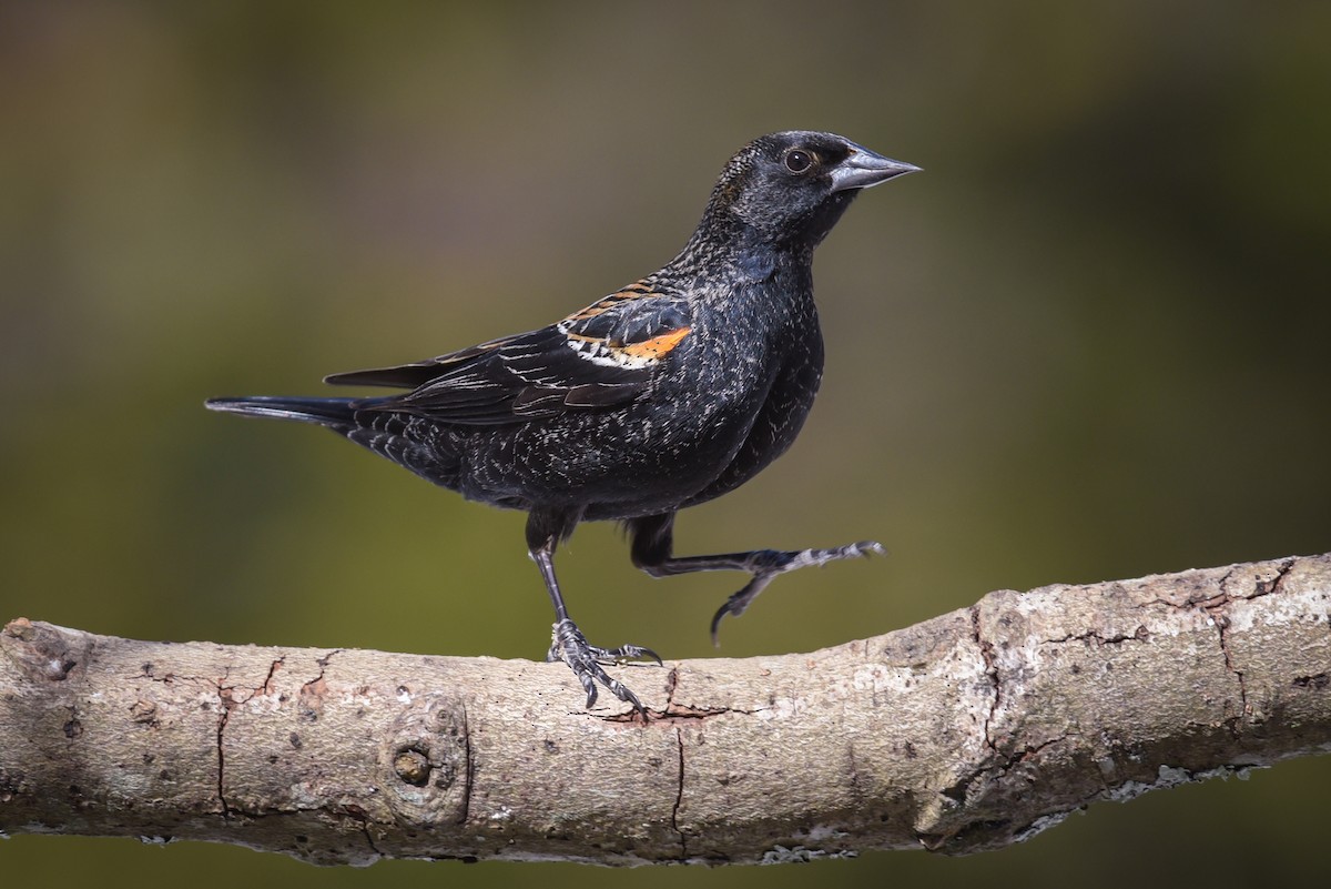 Red-winged Blackbird - Scott Martin