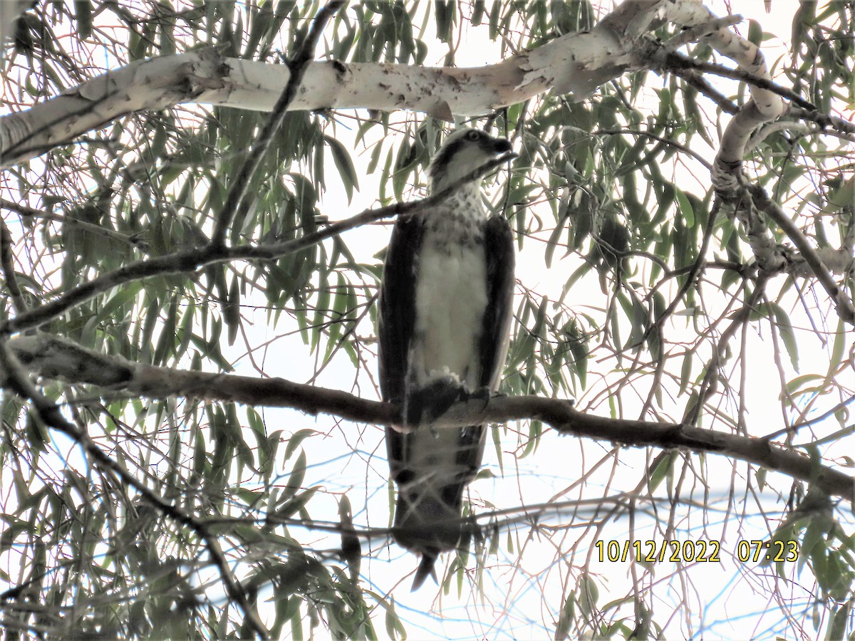 Osprey - ML511668791