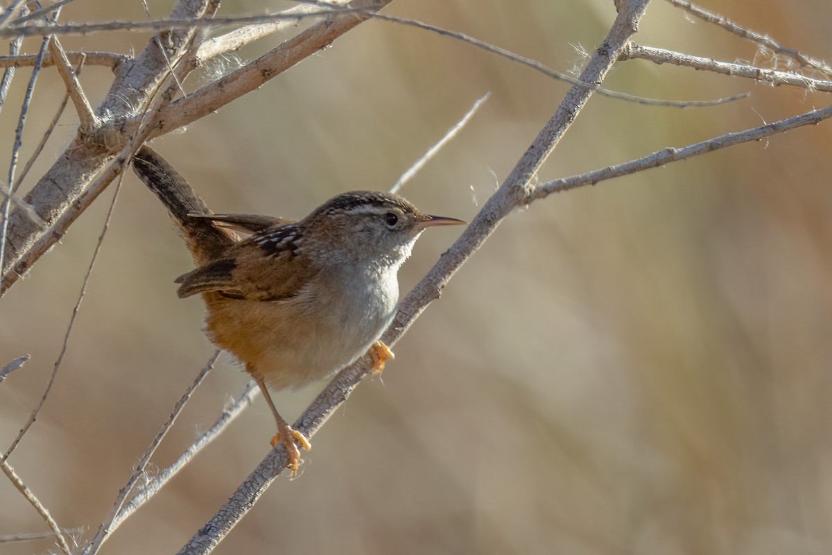 Marsh Wren - ML511669781