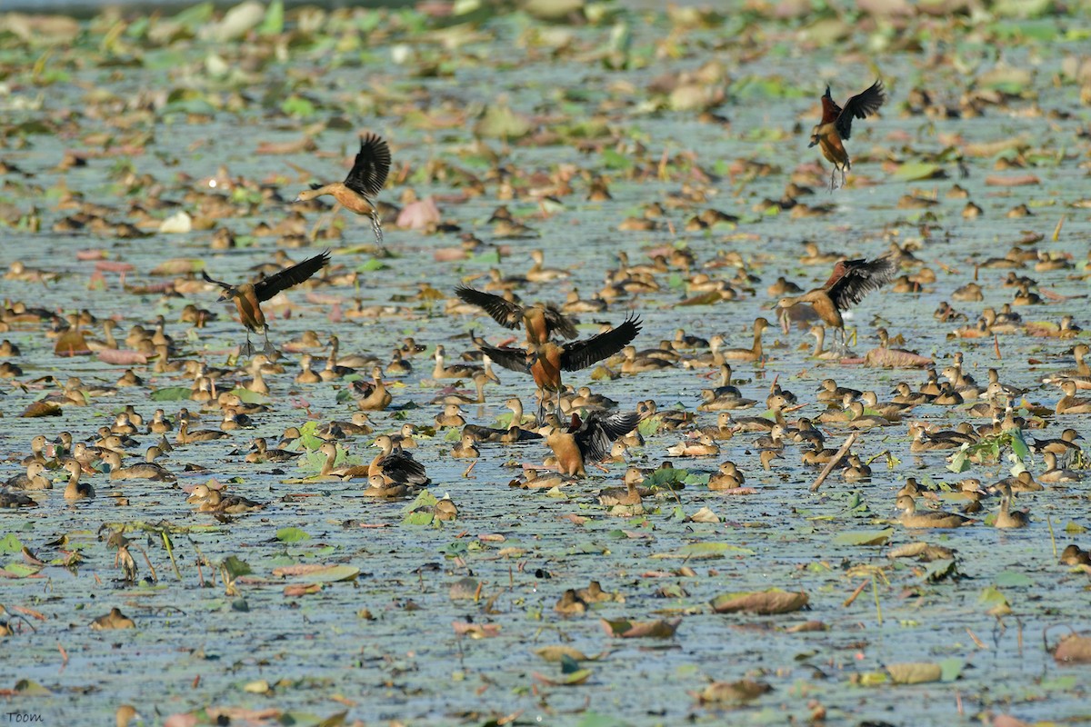 Lesser Whistling-Duck - Supaporn Teamwong