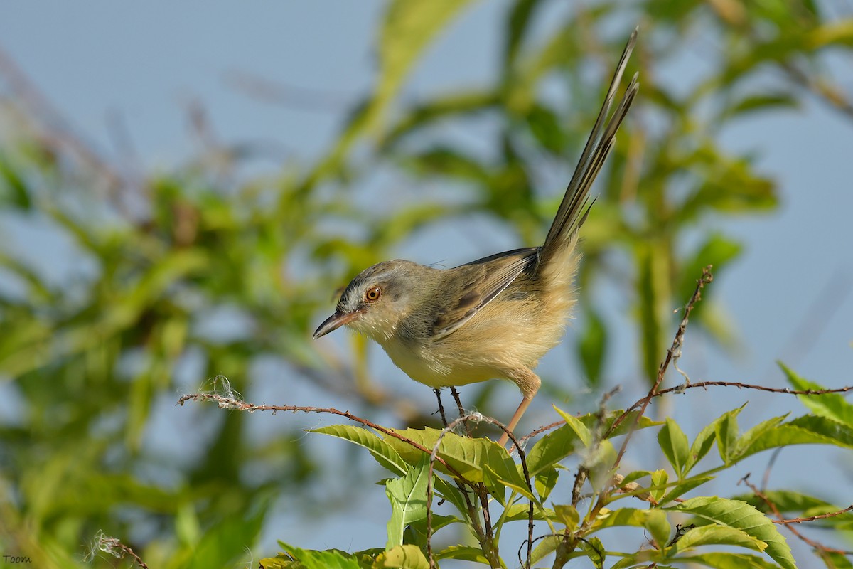 Plain Prinia - Supaporn Teamwong