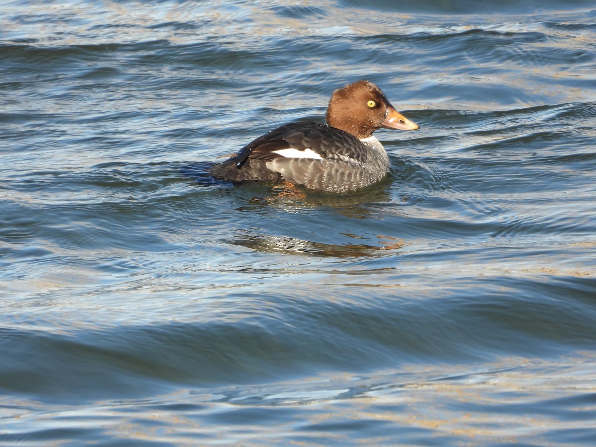 Common/Barrow's Goldeneye - ML511673311