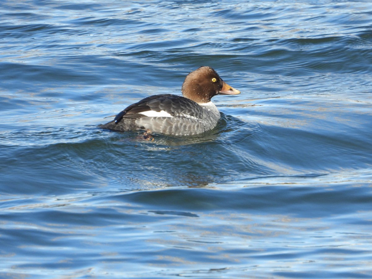 Common/Barrow's Goldeneye - ML511673321