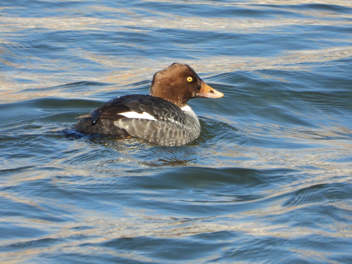 Common/Barrow's Goldeneye - ML511673331