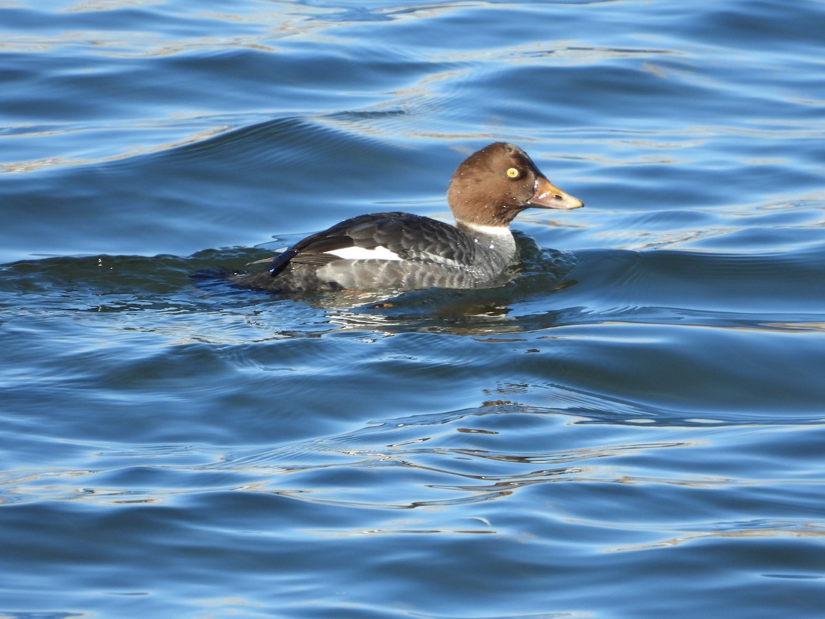 Common/Barrow's Goldeneye - ML511673341