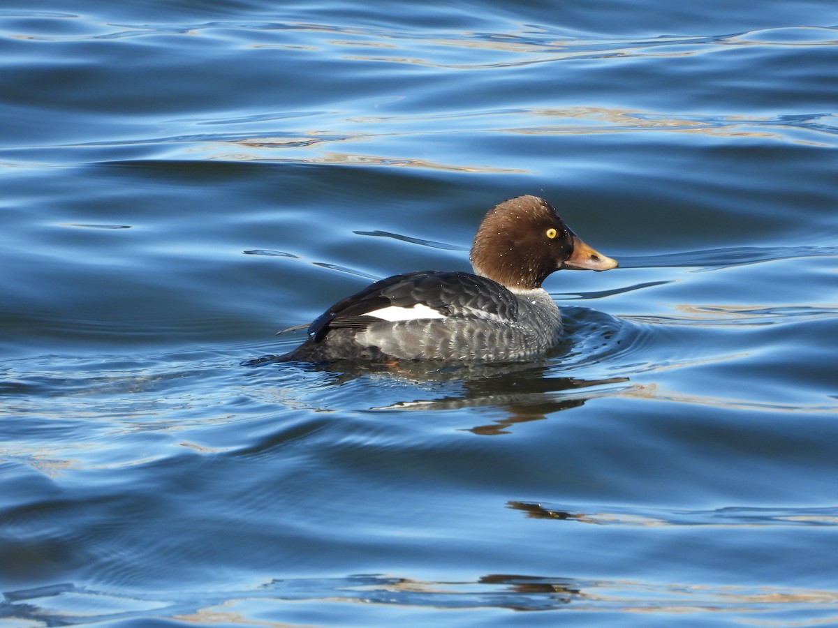 Common/Barrow's Goldeneye - ML511673351