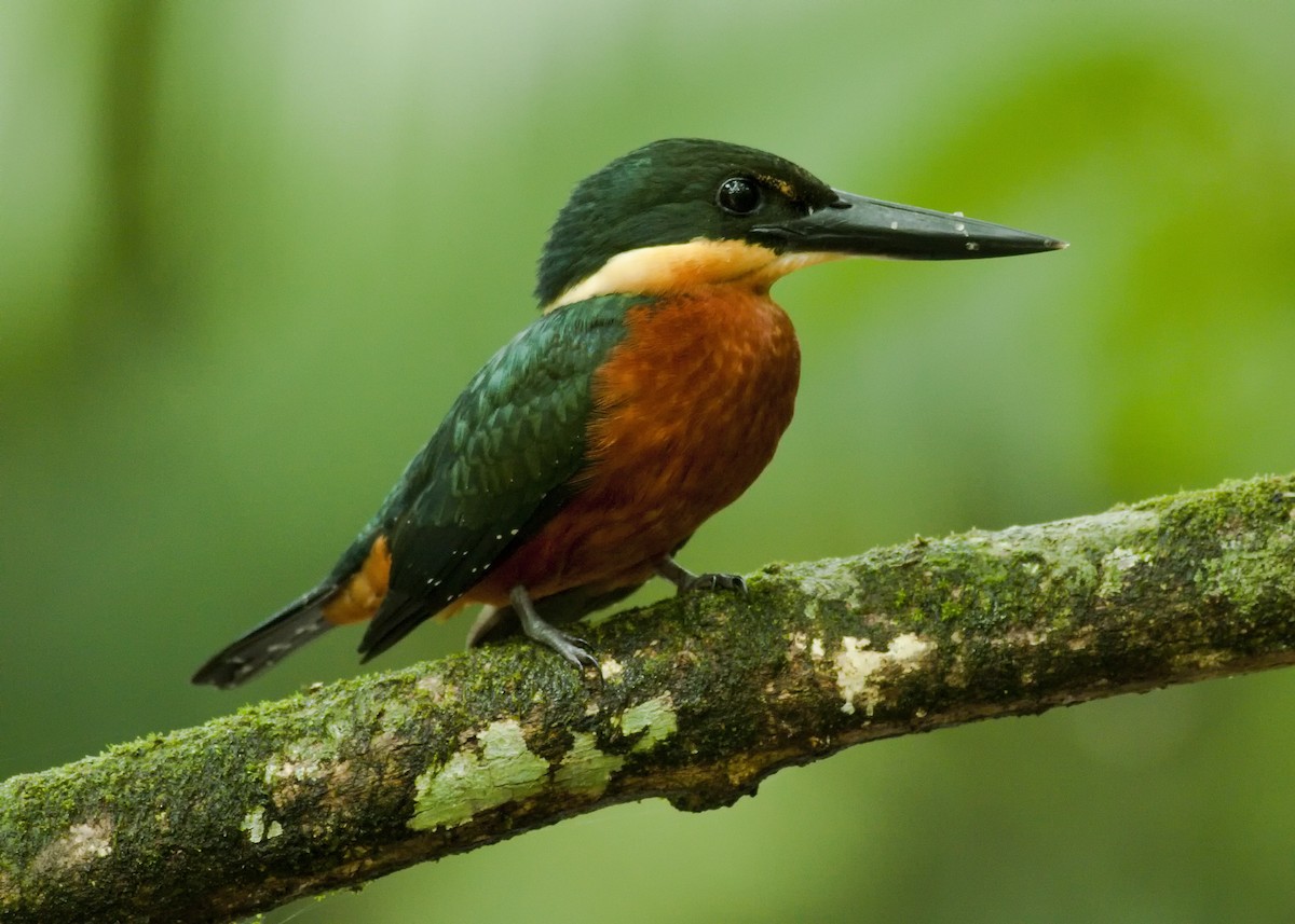 Green-and-rufous Kingfisher - ML51167361