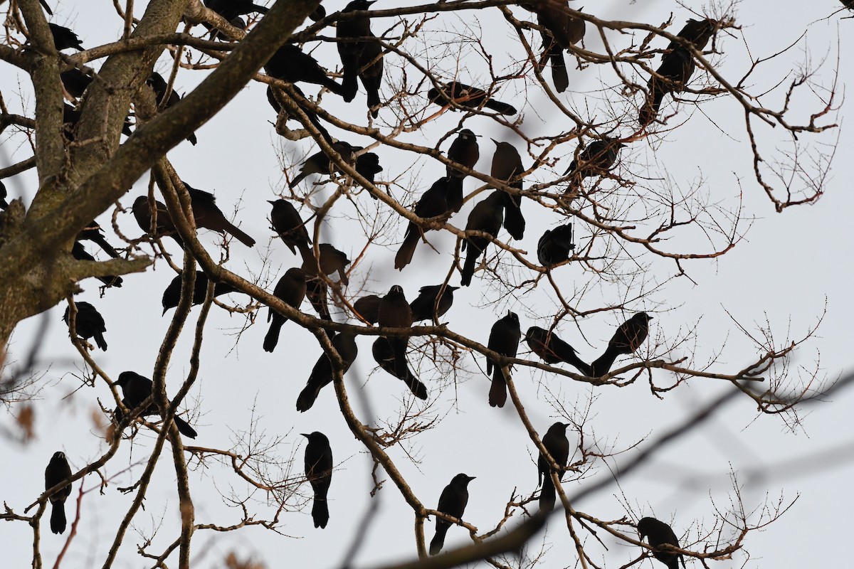 Common Grackle - ML511673741