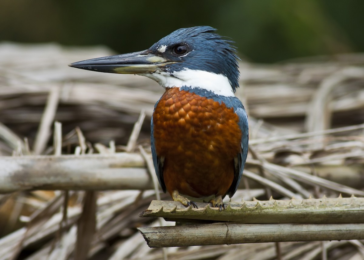 Ringed Kingfisher - Oscar Bermúdez Collado