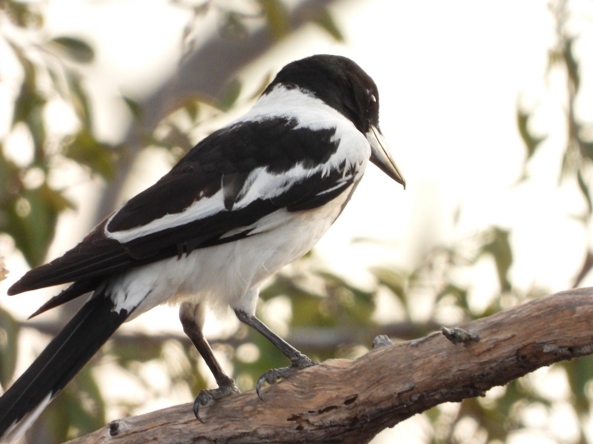 Black-backed Butcherbird - Luke Enright