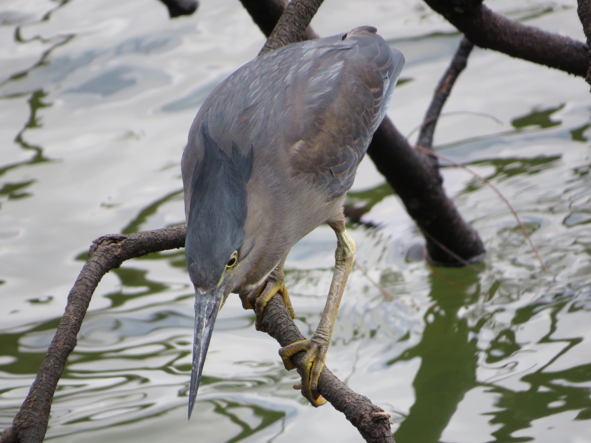 Striated Heron - Albert Ross