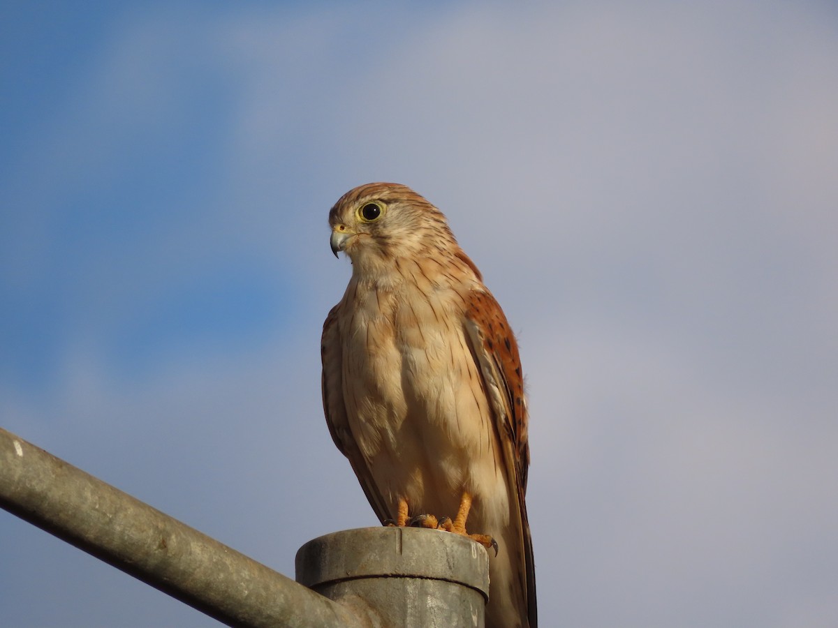 Nankeen Kestrel - ML511676251