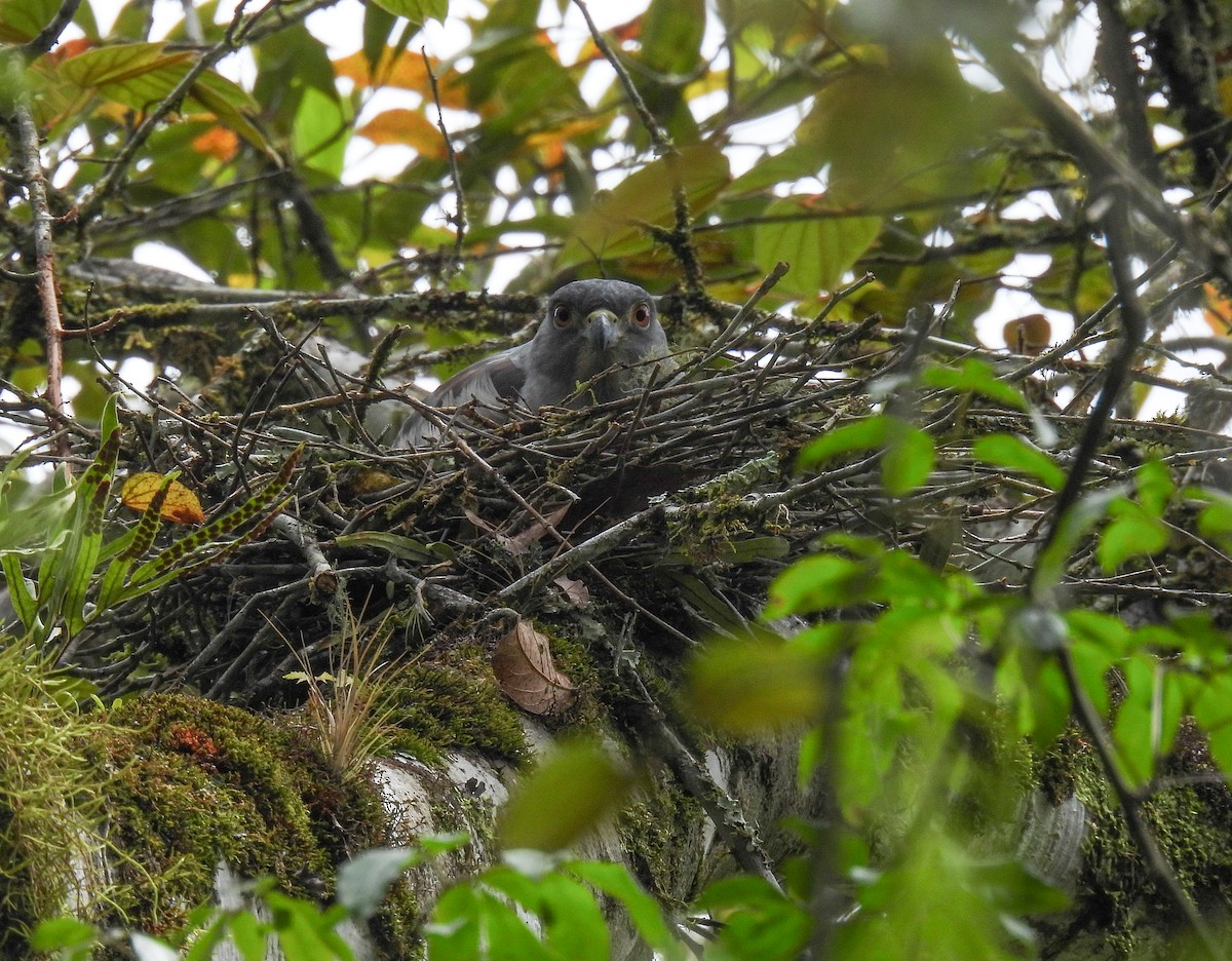 Rufous-thighed Kite - ML511677511