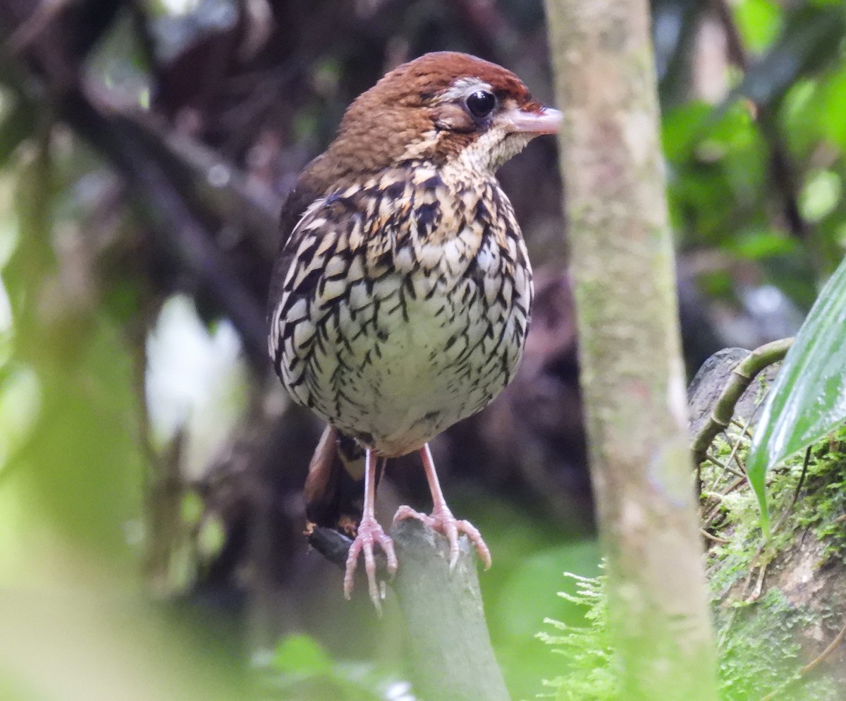 Such's Antthrush - Sara Gravatt-Wimsatt