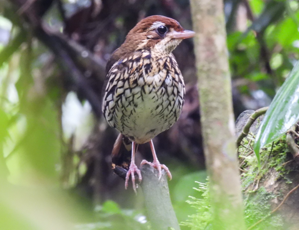 Such's Antthrush - Sara Gravatt-Wimsatt