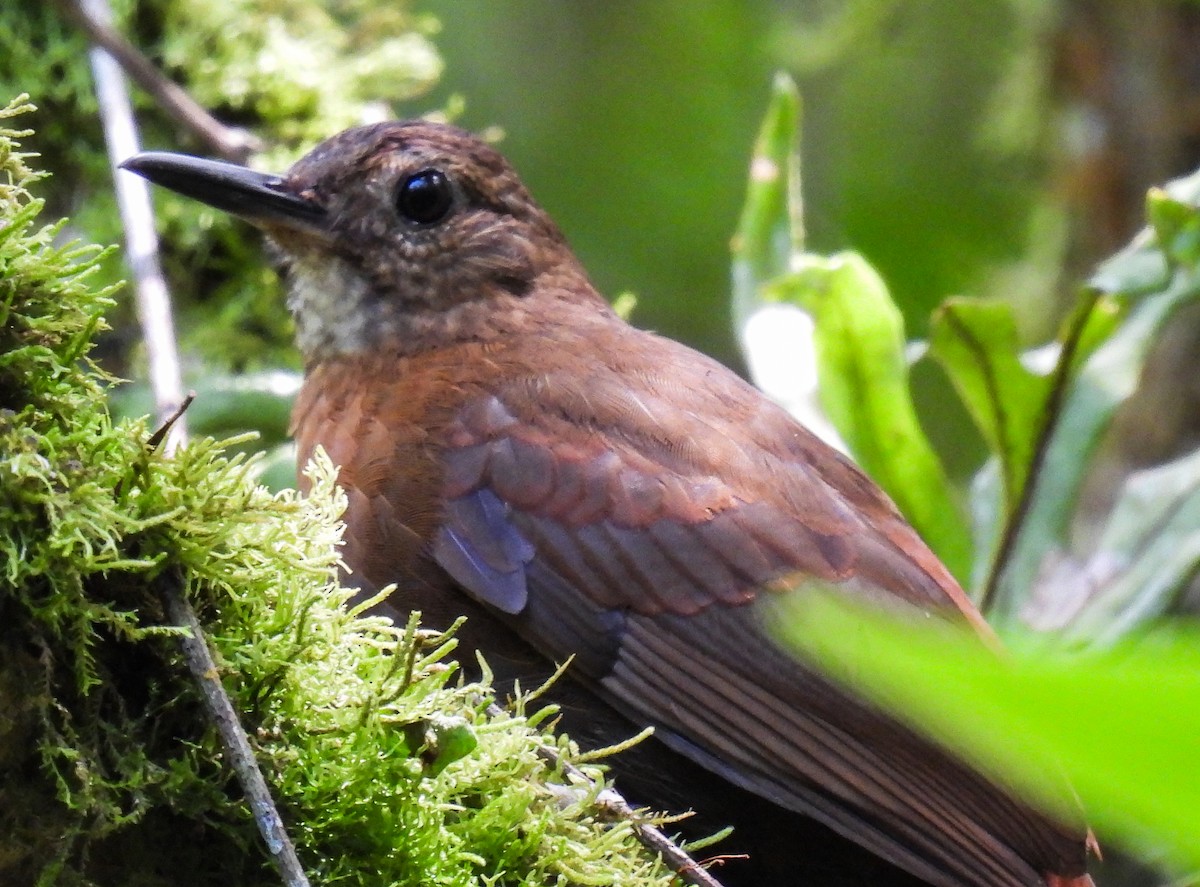 Rufous-breasted Leaftosser - ML511678041