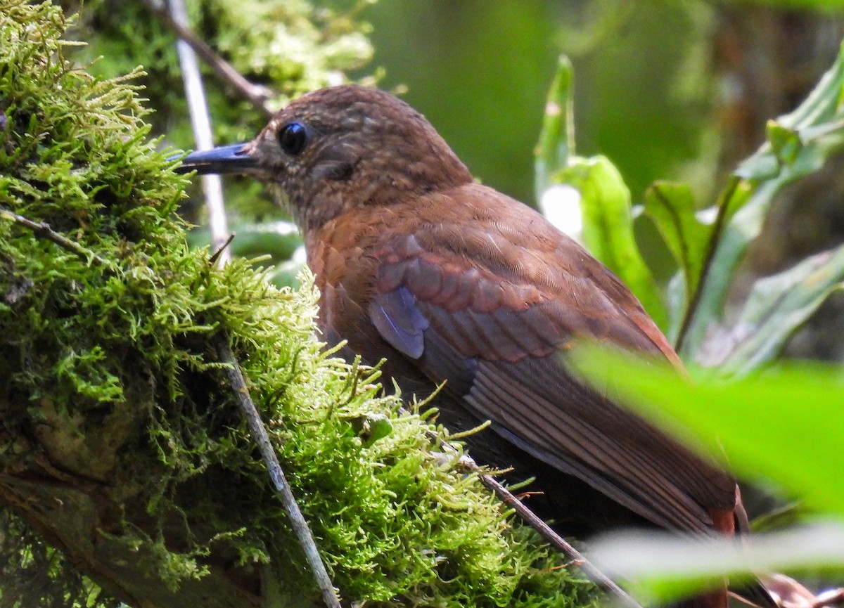 Rufous-breasted Leaftosser - ML511678061