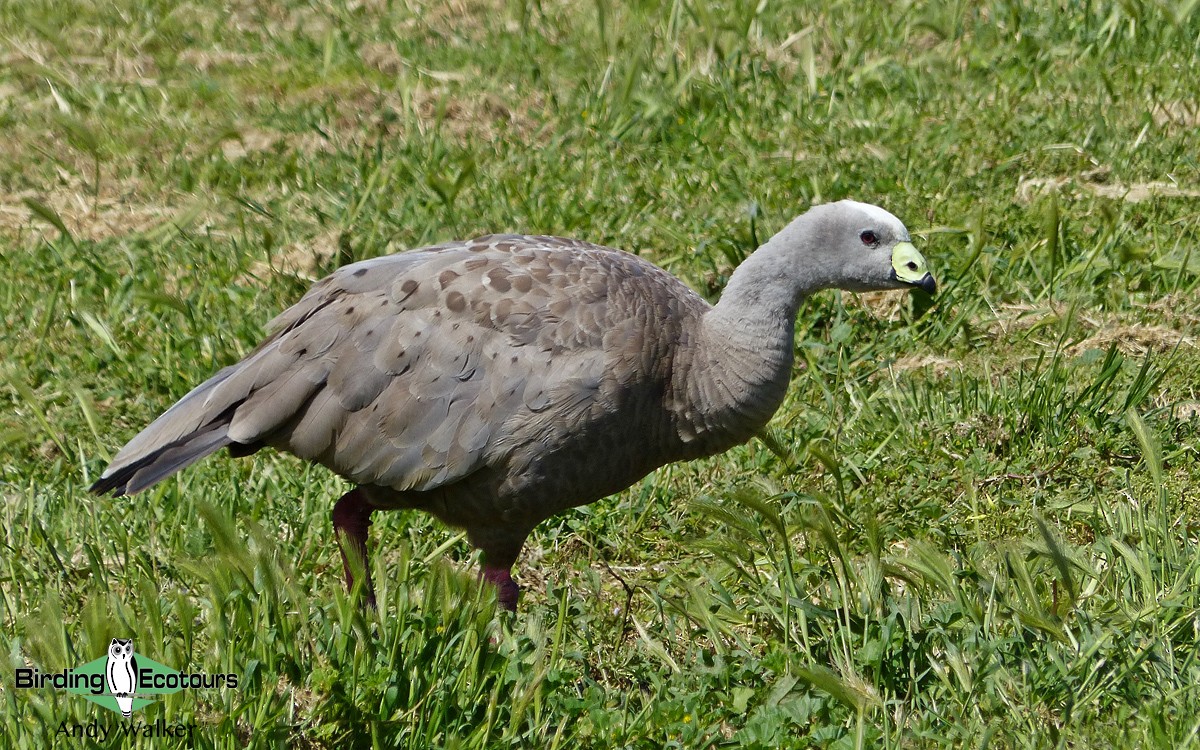 Cape Barren Goose - Andy Walker - Birding Ecotours