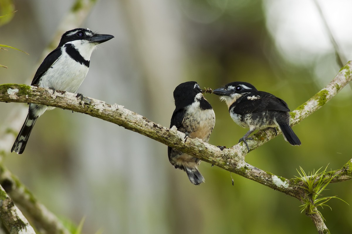 Pied Puffbird - ML51167951