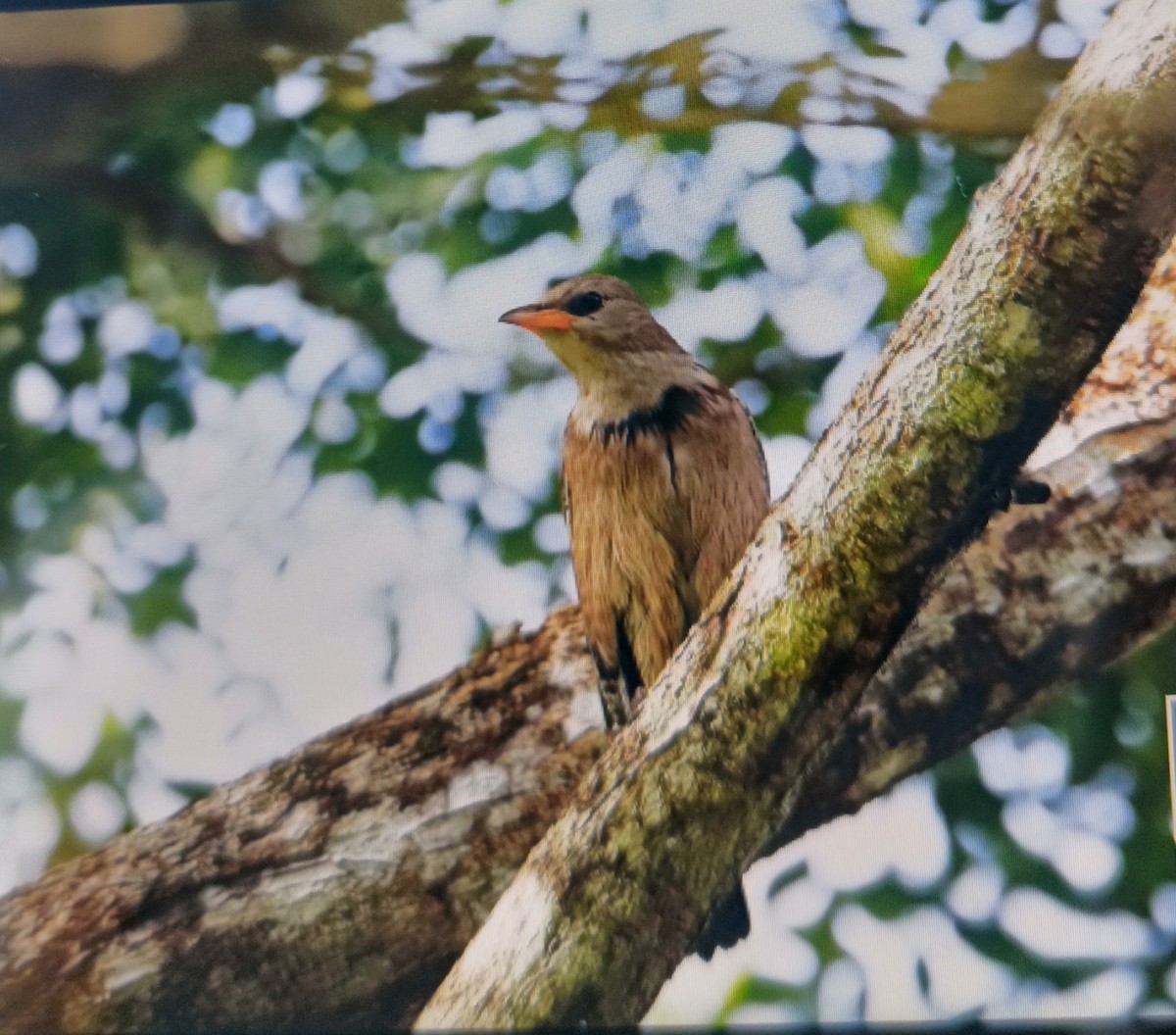 Rosy Starling - Jabili - Tribesmen.in