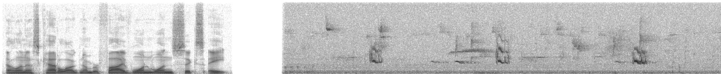 salašník horský - ML51168