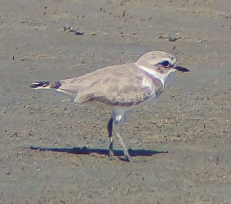 Kentish Plover - ML511680621