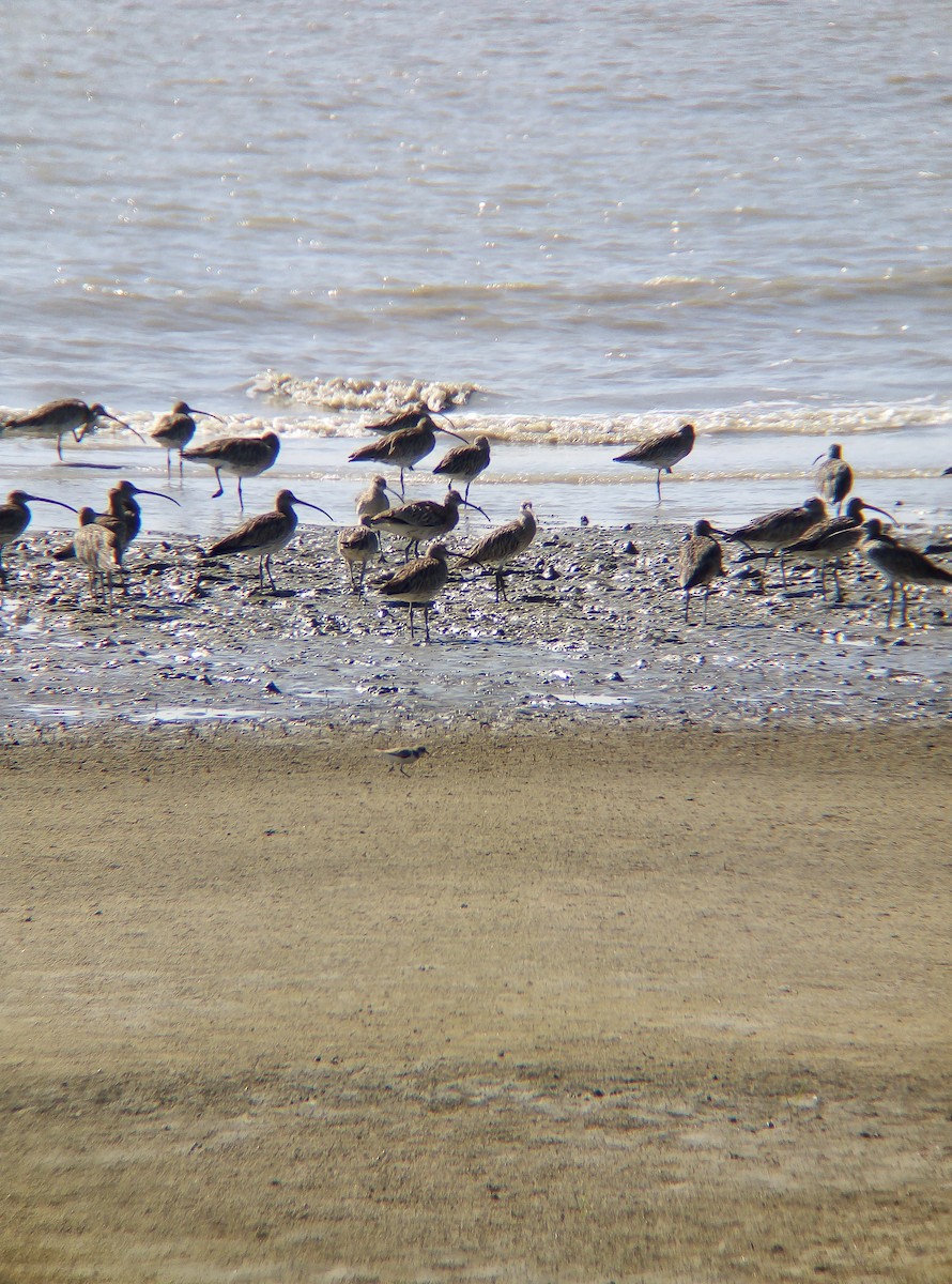 Eurasian Curlew - ML511681291