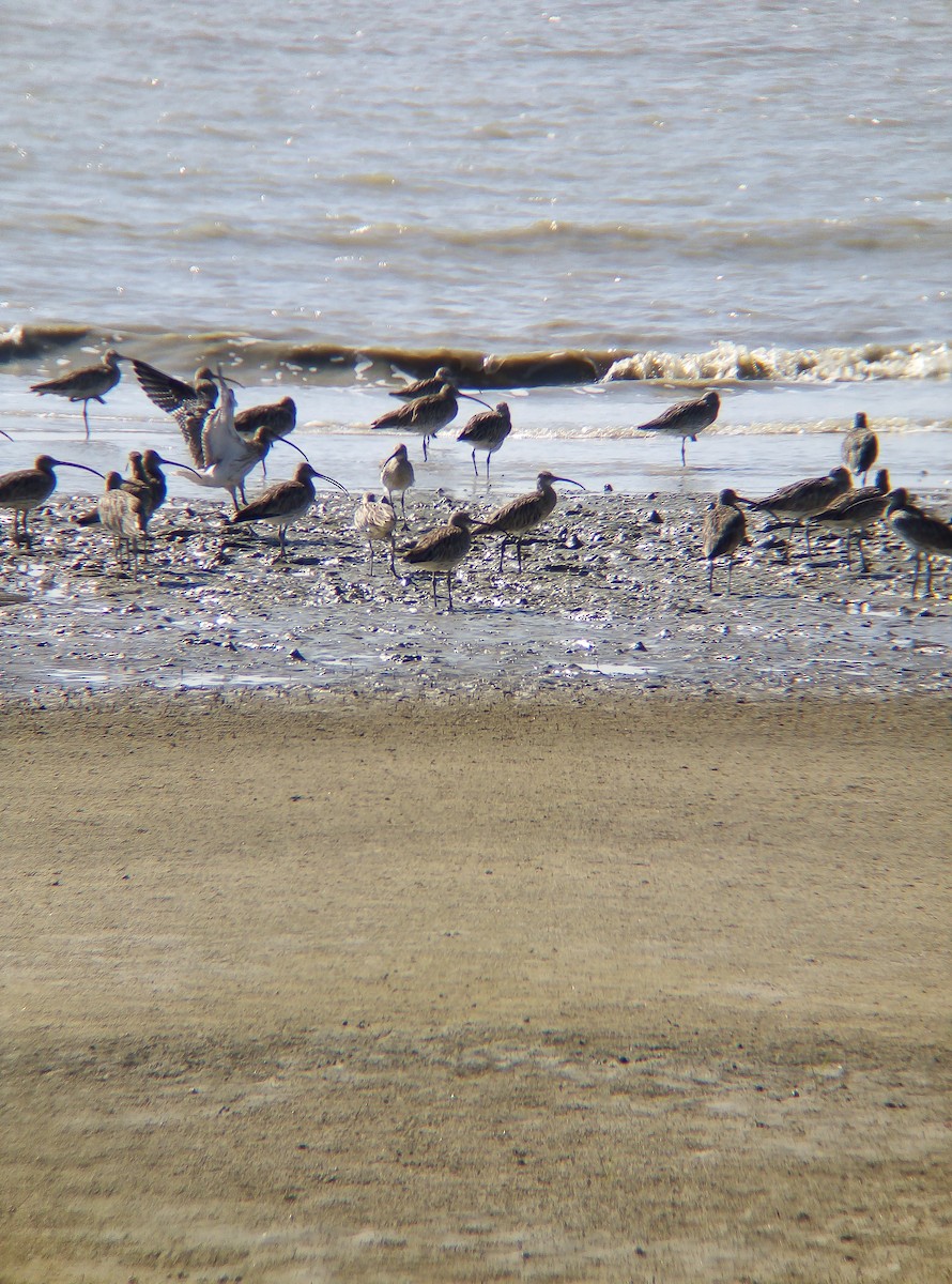 Eurasian Curlew - ML511681301