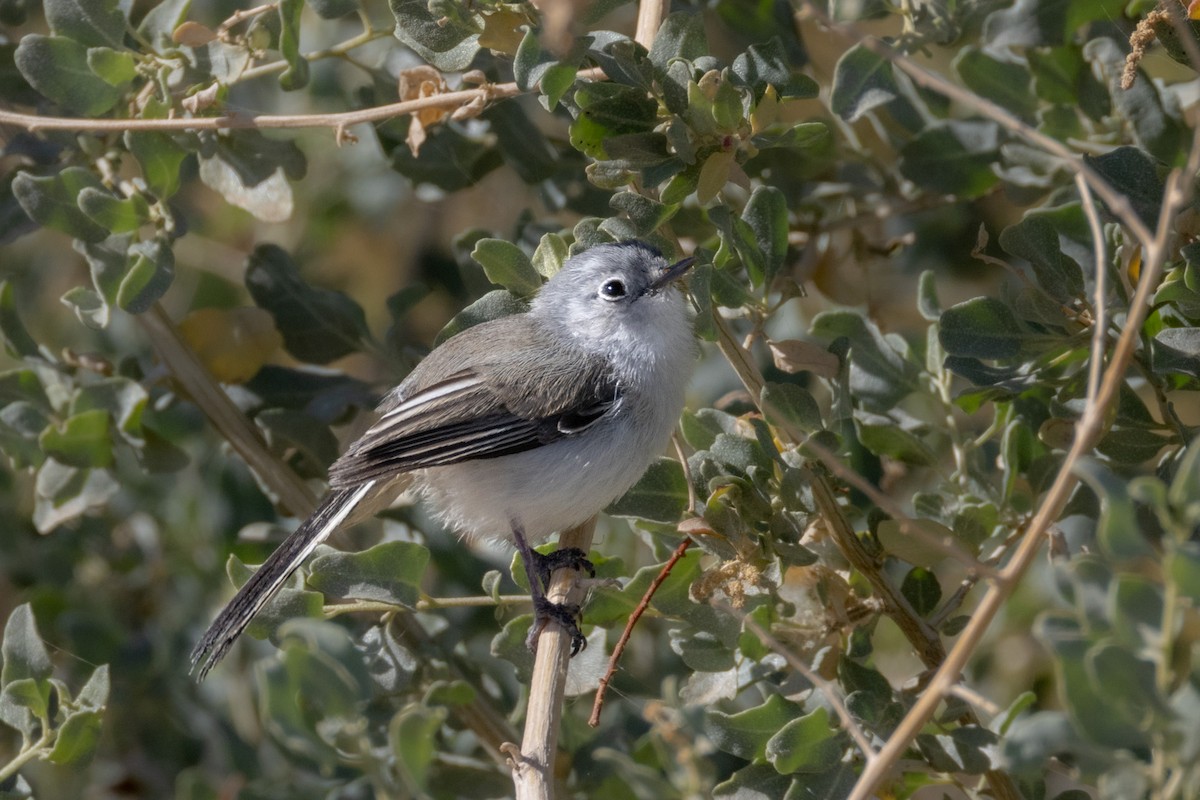 Blue-gray Gnatcatcher - ML511681621