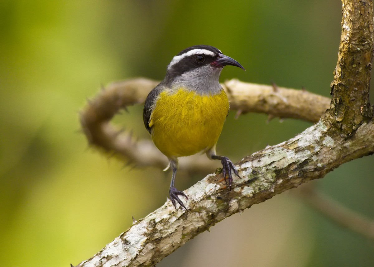 Bananaquit - ML51168261