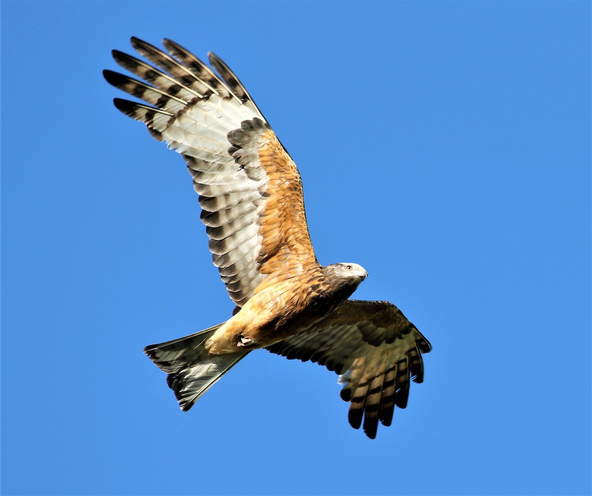 Square-tailed Kite - ML511682861