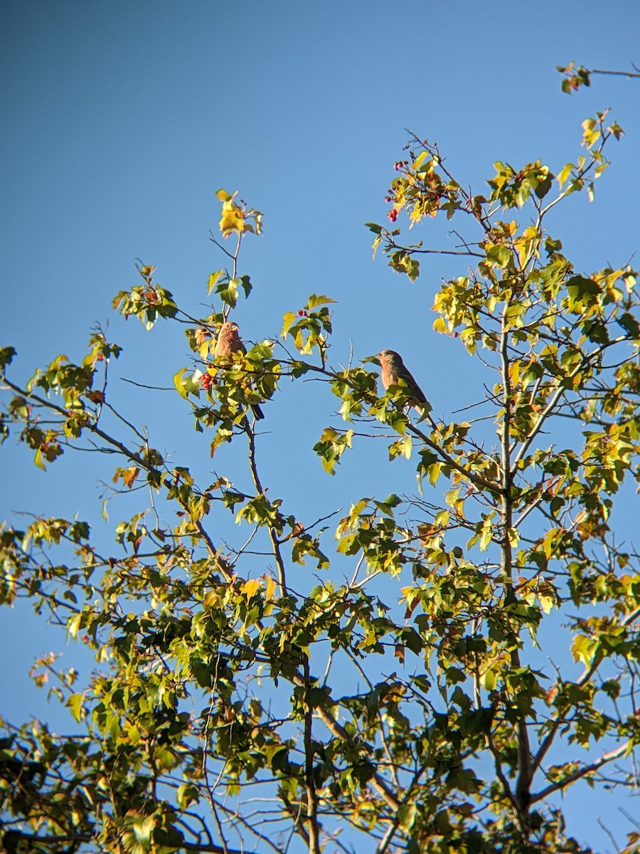 House Finch - ML511684251