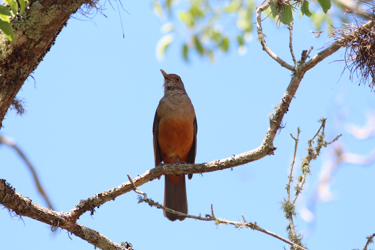 Rufous-bellied Thrush - ML511684781