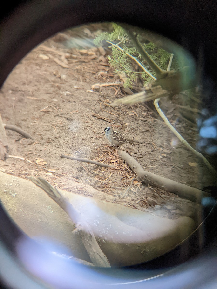 White-crowned Sparrow - Justin Roderman