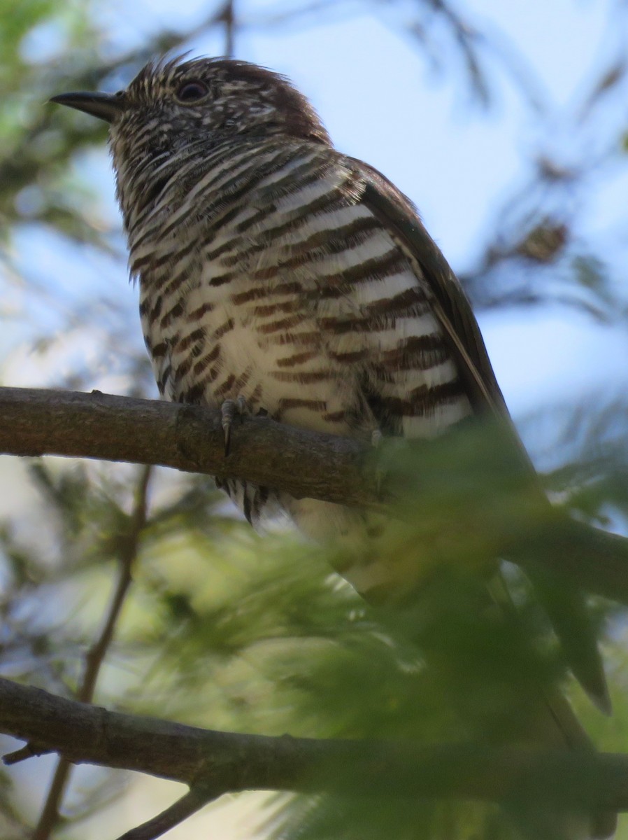 Shining Bronze-Cuckoo - ML511684871