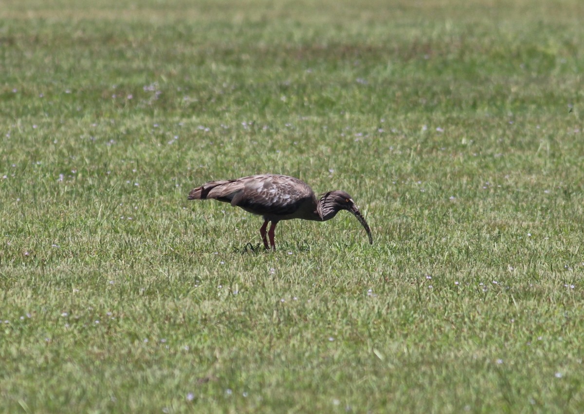 ibis běločelý - ML511685321