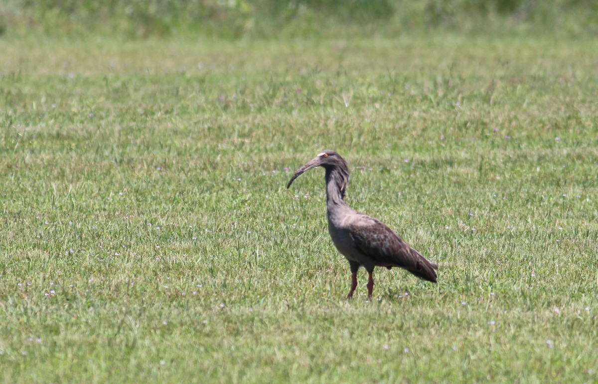 ibis běločelý - ML511685331