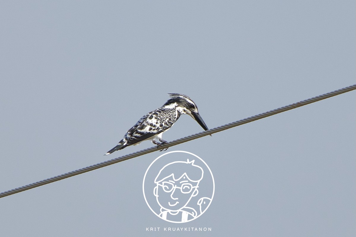 Pied Kingfisher - Krit Kruaykitanon 🦅