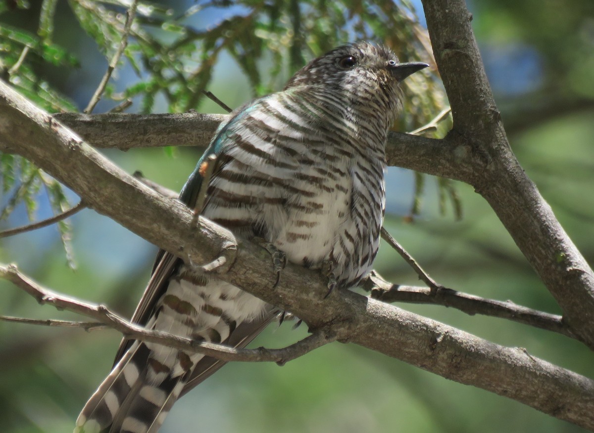 Shining Bronze-Cuckoo - ML511685691