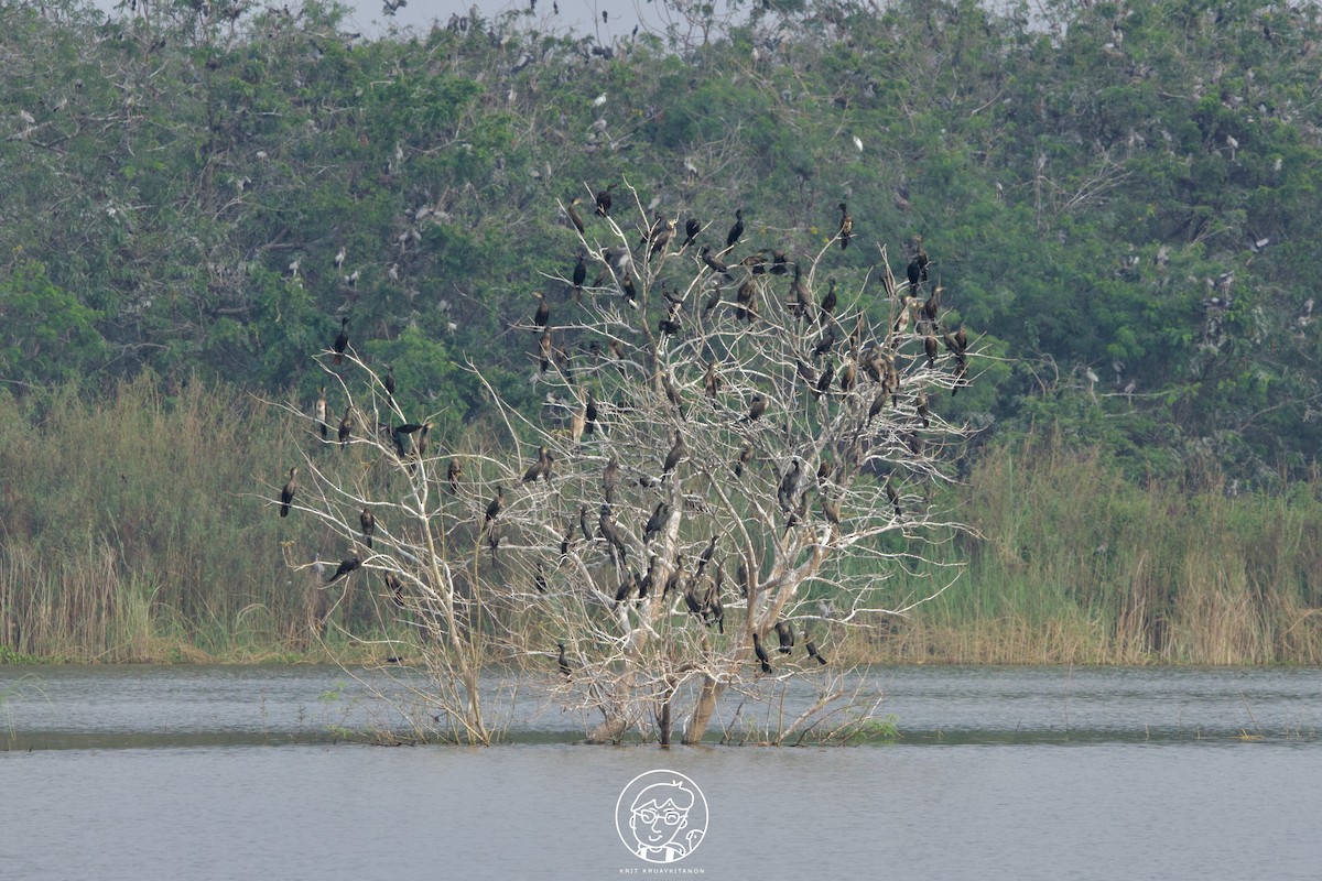 Little Cormorant - ML511687341