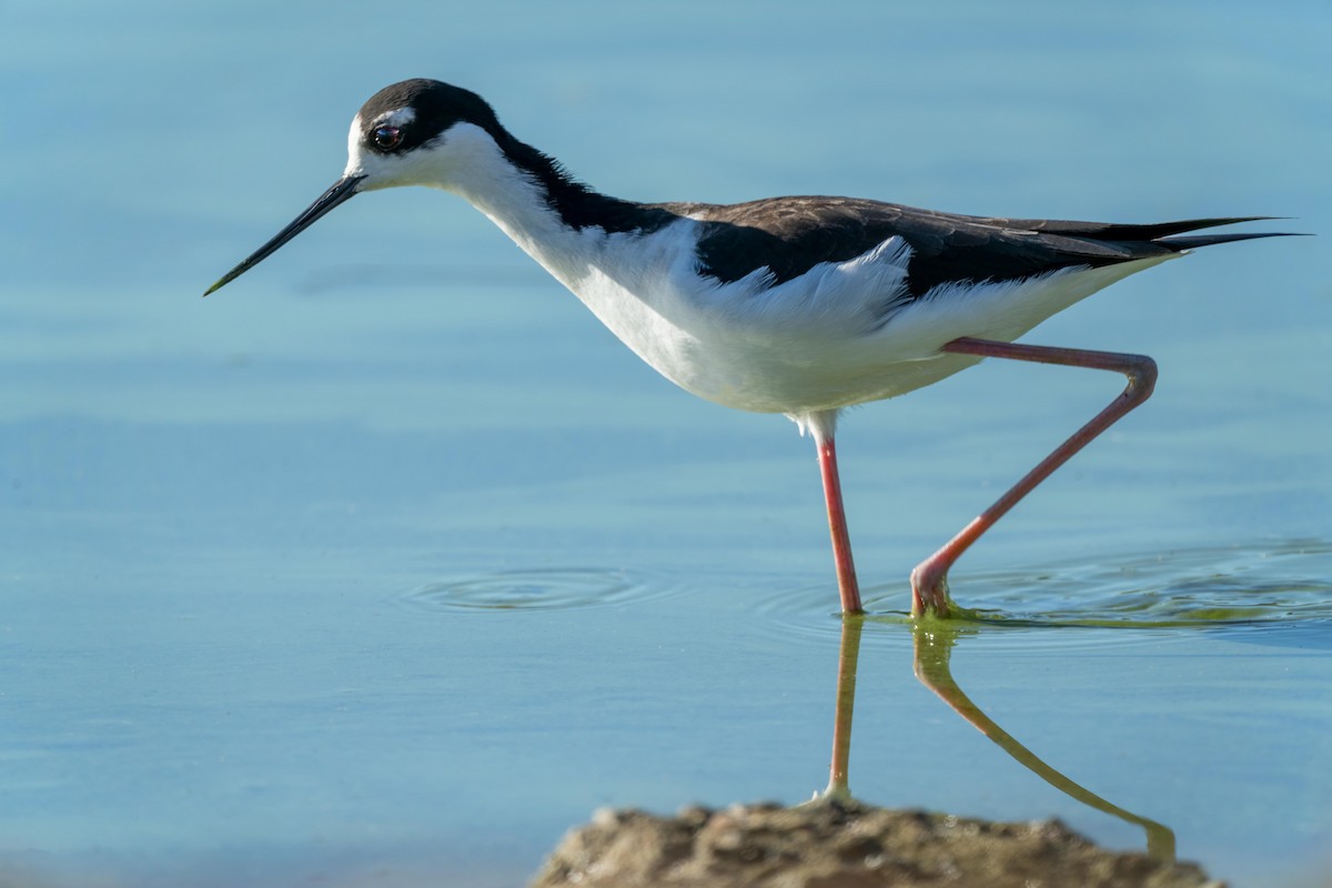 Black-necked Stilt - ML511687381