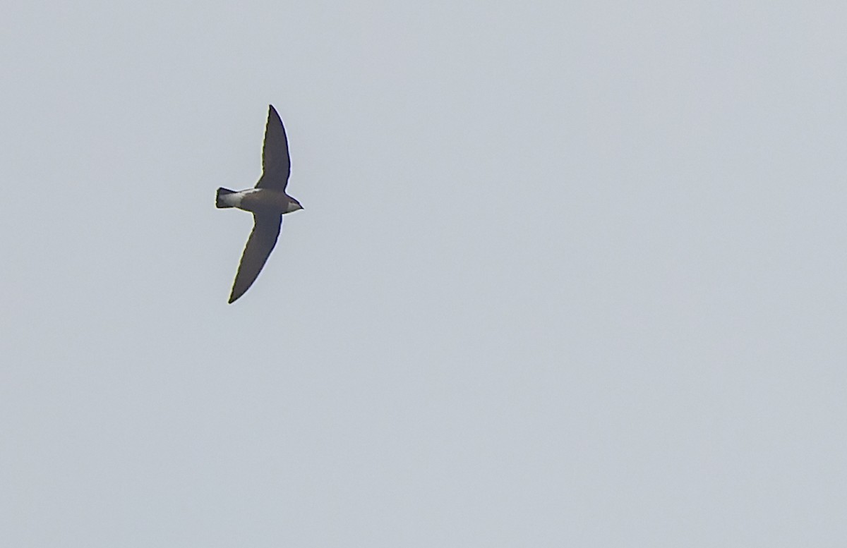 White-throated Needletail - ML511687851