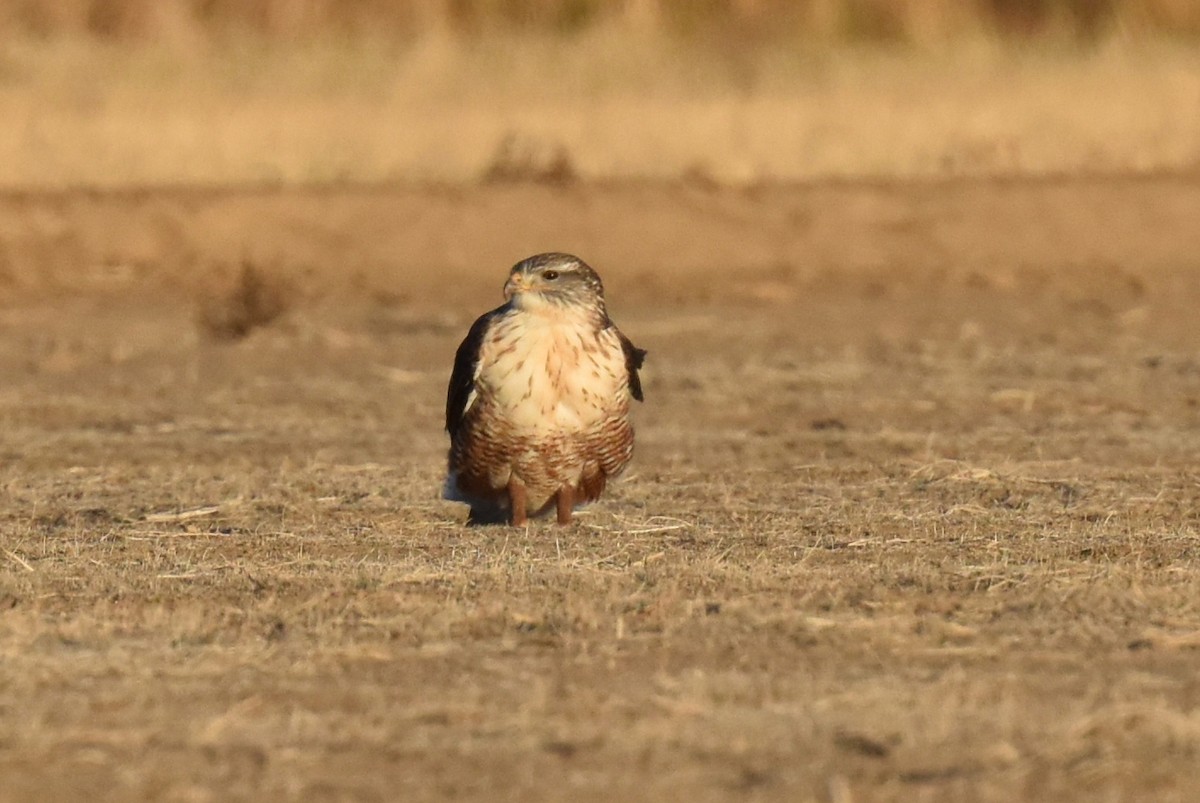 Ferruginous Hawk - ML511688031