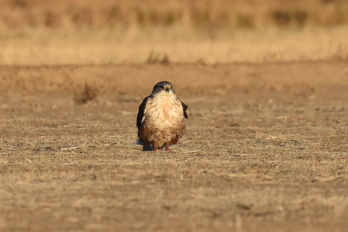 Ferruginous Hawk - ML511688061