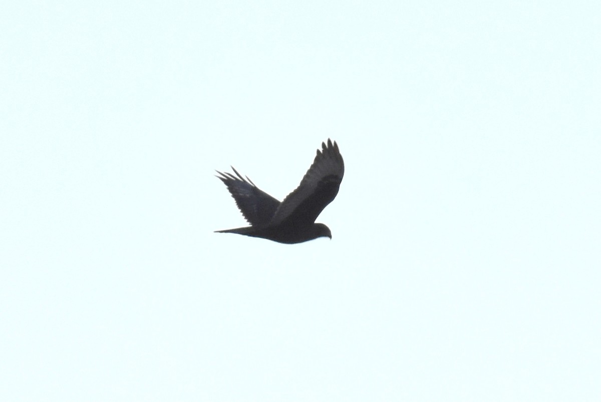 Ferruginous Hawk - ML511688151