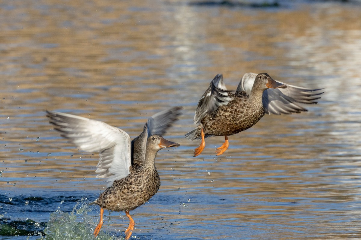 Canard souchet - ML511688261